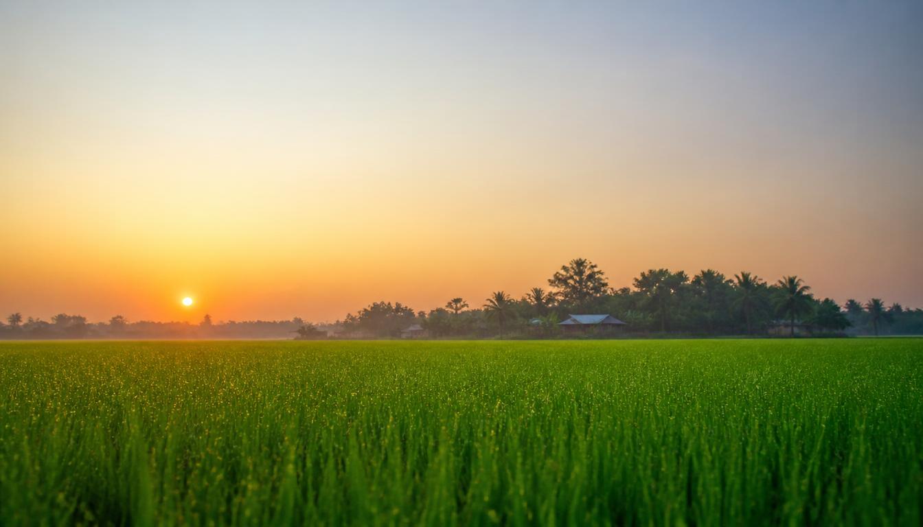 Lush green agricultural fields